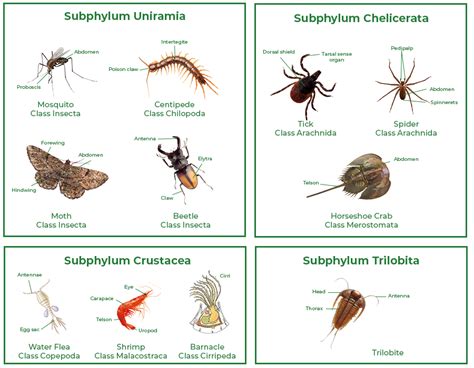 Phylum Arthropoda - Characteristics, Classification and Examples