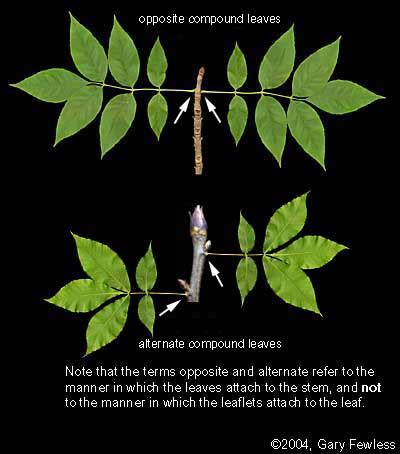 Vascular Plants of Wisconsin: alternate and opposite leaves.