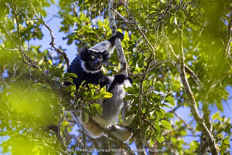 Indri stock photo - Minden Pictures