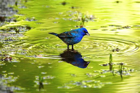 How Do Animals Beat the Heat on Hot Days?