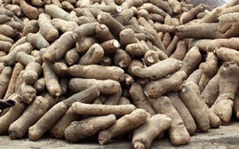 Nigeria leads in yam production