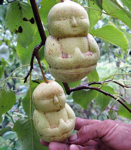 buddha: Buddha Fruit