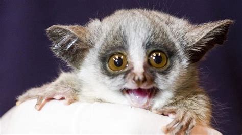 Bushbaby Babies! (Behind the Scenes) - YouTube