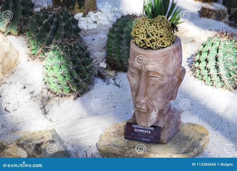 Cactus Similar To the Human Brain Mammillaria Elongata Cristata ...