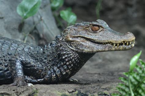 Dwarf Caiman Stock Photo - Image: 44805917