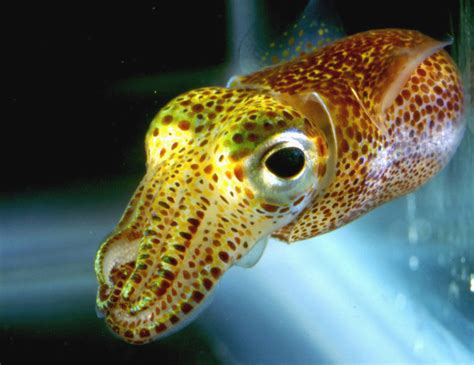 Why the giant squid eye? | Deep Sea News