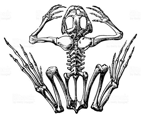 Animal Skeleton Drawing at GetDrawings | Free download