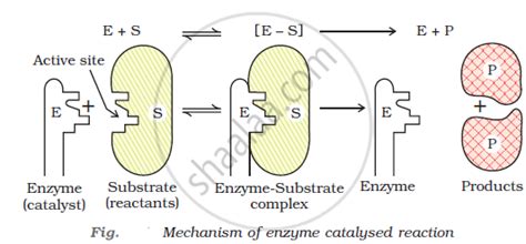 What Are Enzymes? Write in Brief the Mechanism of Enzyme Catalysis ...