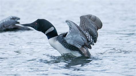 Loon Symbolism & Meaning (+Totem, Spirit & Omens) - World Birds