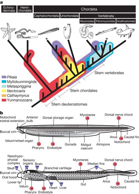 Phylogeny and anatomy of chordates.a, Deuterostome phylogeny based on ...