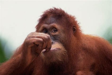 Orangutan | Orangutan, Animal communication, Animals