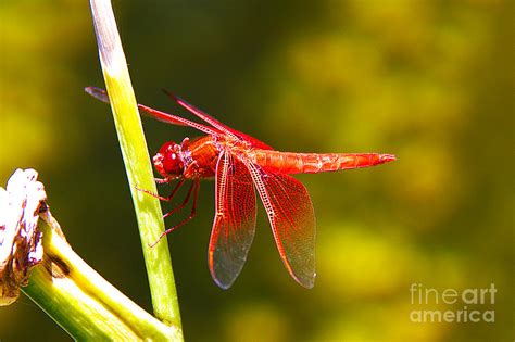 Orange Dragonfly Photograph by David Doucot