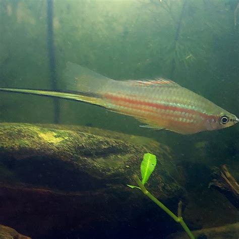 The Green Swordtail – All You Need To Know - AllAquariumFish.com