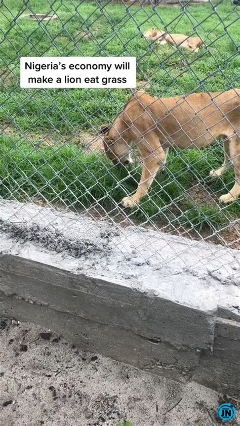 Lion spotted eating grass at Nigerian zoo sparks outrage (Video ...