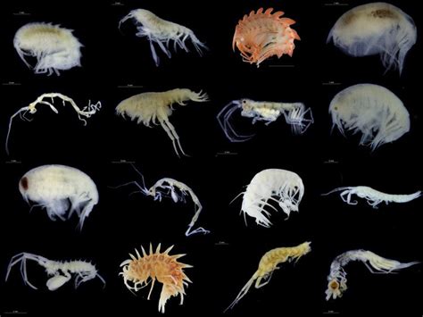 Amphipoda ~ Detailed Information | Photos | Videos