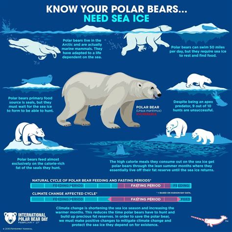 Pin by Meredith Seidl on Animal Facts | Polar bear, Animal facts for ...