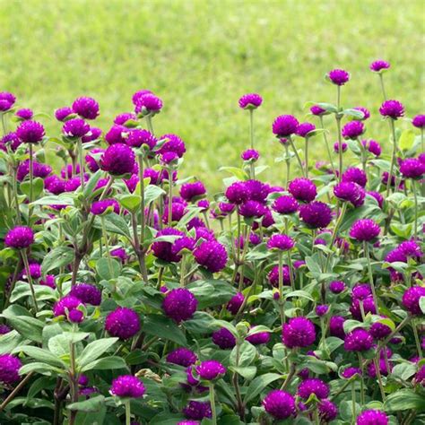 Gomphrena Globosa: A Stunning Annual Flower for Your Garden