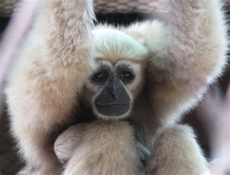 Western Hoolock Gibbon – Yadanarbon Zoo