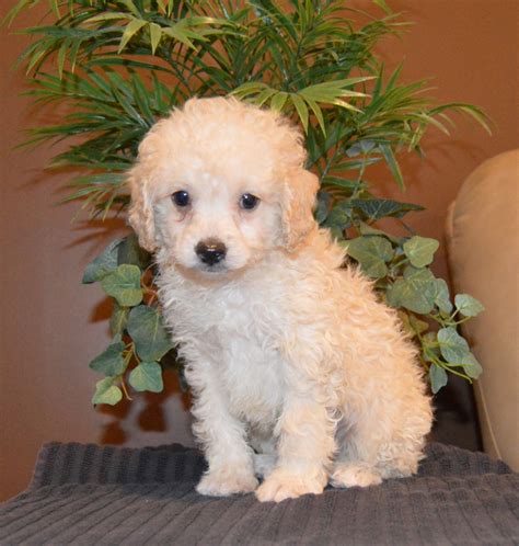 Cockapoo Puppies For Sale | Celina, OH #257305 | Petzlover