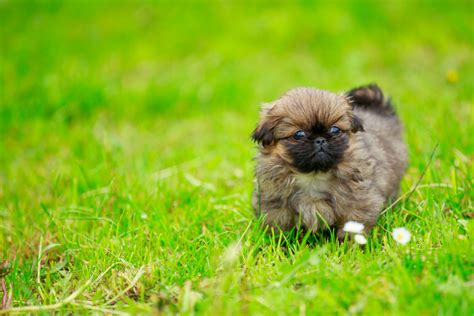 Top 11 Pekingese Breeders In The US