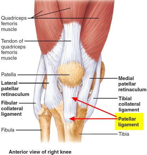 Jumper's knee causes, symptoms, diagnosis, treatment & prognosis