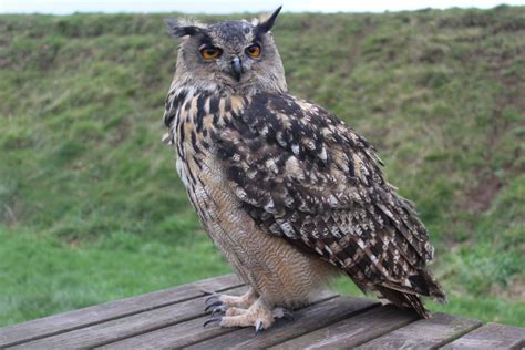 Eurasian Eagle Owl - ZooChat