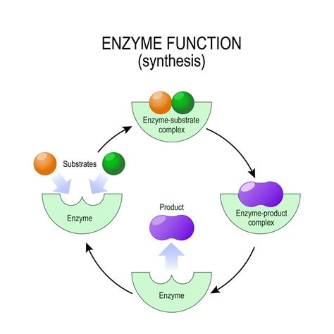 How Digestive Enzymes Work--And Why You’re Probably Deficient | Enzymes ...