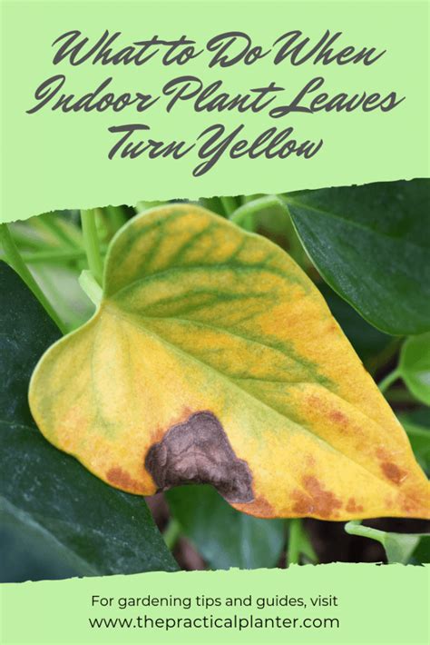 Indoor Plant Leaves Turning Yellow (Fixes for 7 Common Causes) - The ...