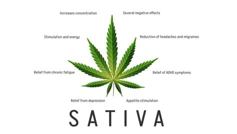 Sativa, Positive and Negative Effects