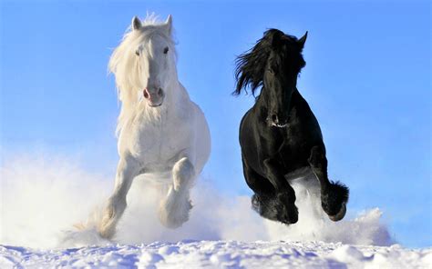 50+ Horse Screensavers and Wallpaper