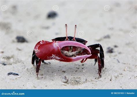 Red-clawed Crab stock image. Image of chelipeds, eyes - 58233183