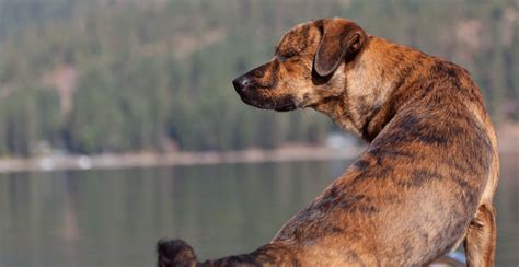 Plott Hound Breed Guide (Lifespan, Size & Characteristics)