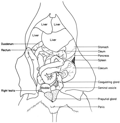 mouse liver anatomy - Animal and Zoology