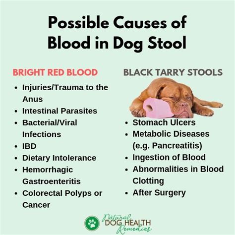 Puppy With Blood In Stool Diarrhea - Puppy And Pets