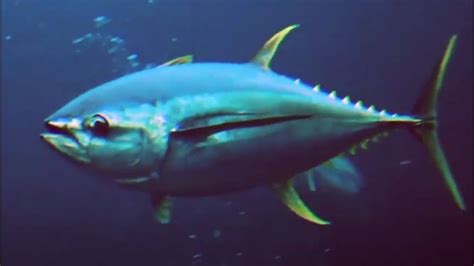 Facts: The Tuna - YouTube