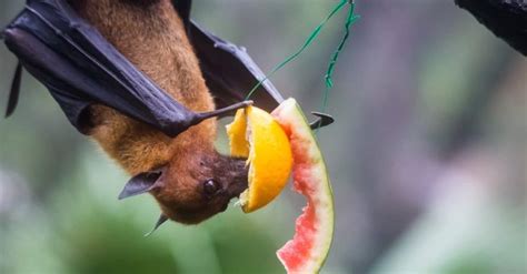 Fruit Bat Animal Facts - AZ Animals