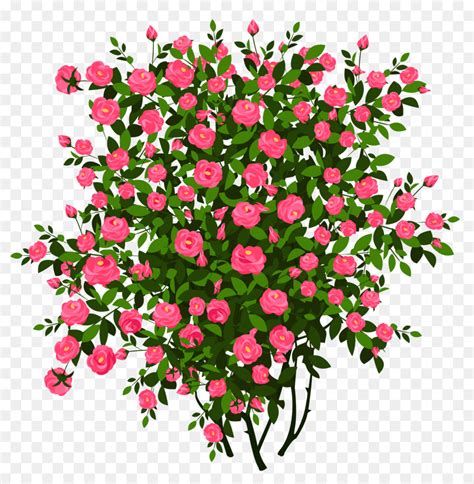 Bushes clipart rose bush, Bushes rose bush Transparent FREE for ...