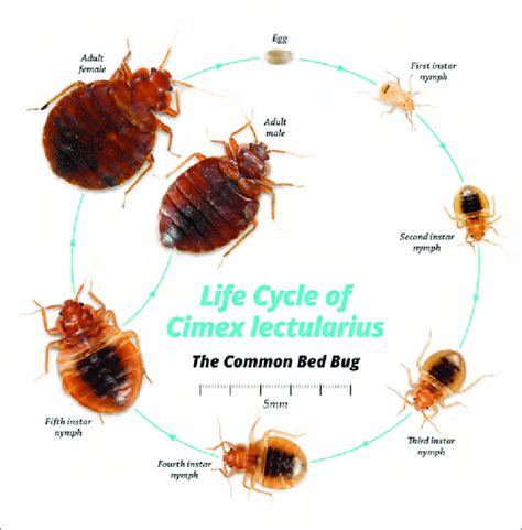 Bed Bugs Life Cycle Diagram