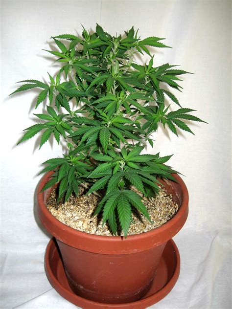 Where Can I Find the "Ducksfoot" Strain? | Grow Weed Easy