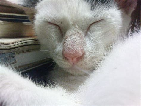 Download free photo of Cat,cute,nose,kitten,feline - from needpix.com