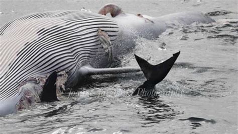 White Shark Eats Whale on Cape Cod – NBC Boston