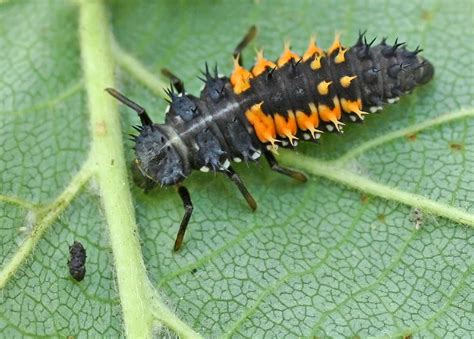 Springfield Plateau: Asian Lady Beetle Larvae