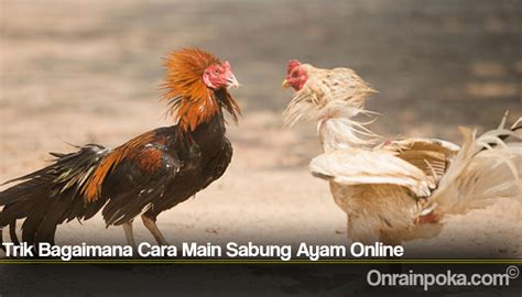 Trik Bagaimana Cara Main Sabung Ayam Online | JBO338