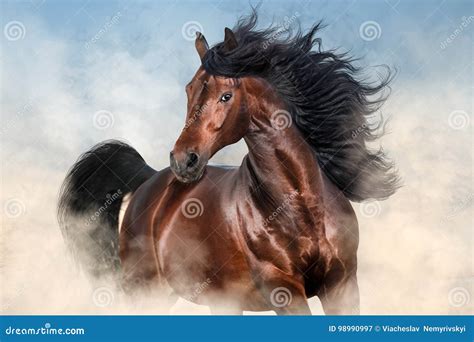 Bay Stallion with Long Mane Stock Image - Image of moving, equestrian ...