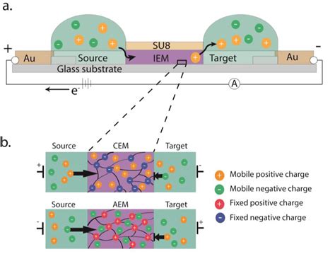 3. (a) Schematic of an Organic Electronic Ion Pump with selective ...