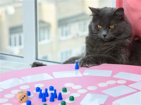 11 Best Cat Board Games For The Win—Feline Style!