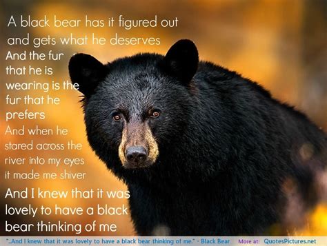 Funny Bear Quotes. QuotesGram