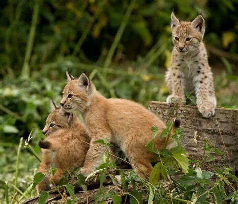 Lynx cubs | Big Cats | Pinterest