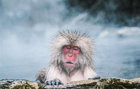 Jigokudani Monkey Park: Where to See Snow Monkeys Bathing in Japan's Onsens