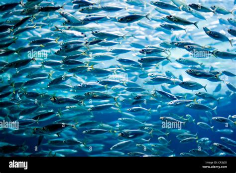 Shoal of sardines, European pilchard (Sardina pilchardus Stock Photo ...